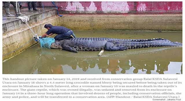 Illegal gehaltenes Krokodil tötet Frau / Screenshot: Jakarta Post