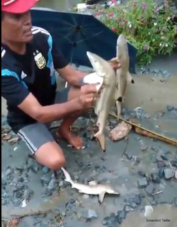Nach Katastrophe in Papua, angeblich Süßwasserhaie entdeckt / Screenshot: Twitter