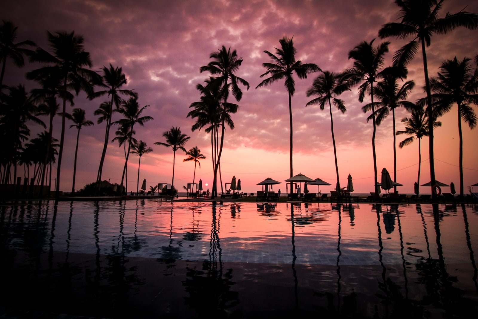 low angle photo of coconut trees beside body of water
