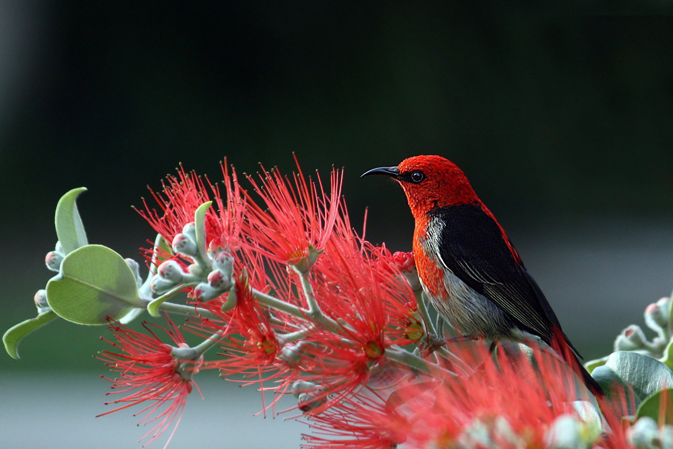 scarlet honeyeater bird red feathers