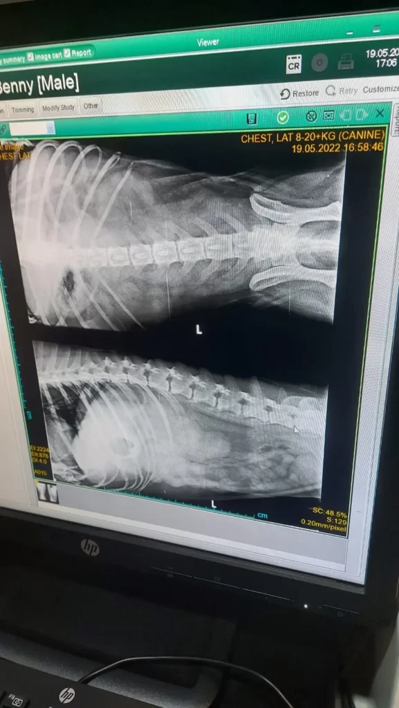 Röntgenbild Benny